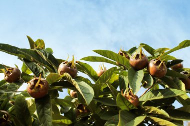 Medlars meyve ağacındaki