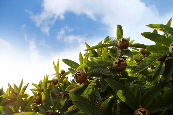 MEDLARS i fruktträd — Stockfoto