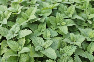 Melissa bitki arka plan