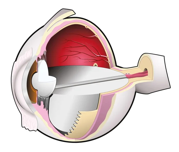 Globe oculaire humain anatomique très détaillé — Image vectorielle