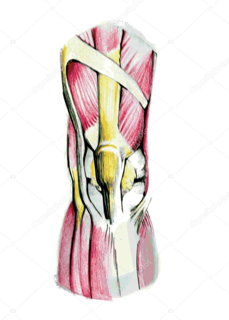 Simplified anatomy of the knee