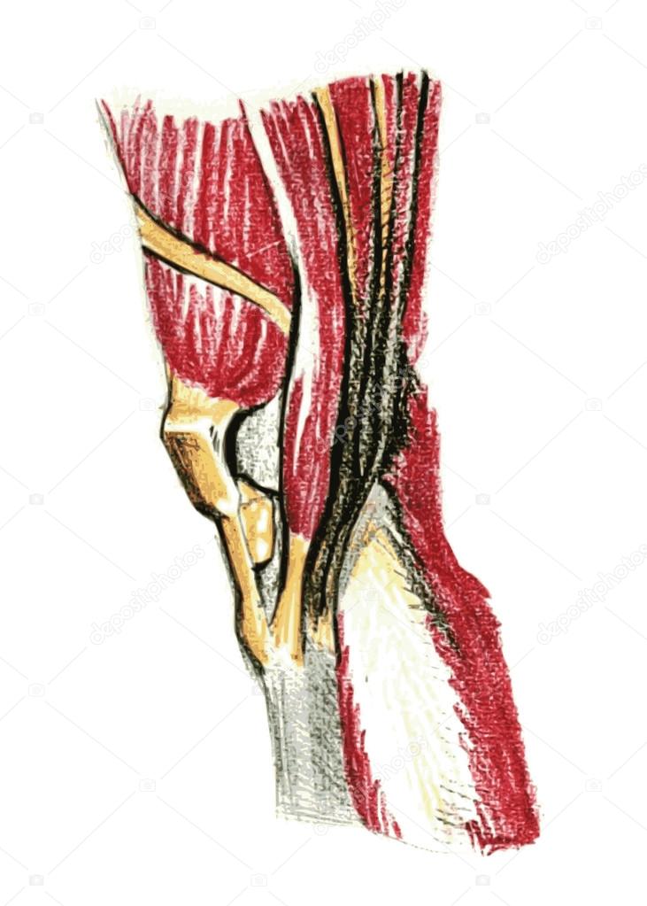 Simplified anatomy of the knee