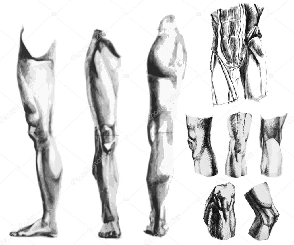 Male musculoskeletal system front and back