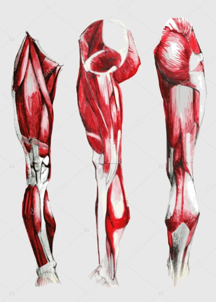 Anatomy of leg and foot human muscular