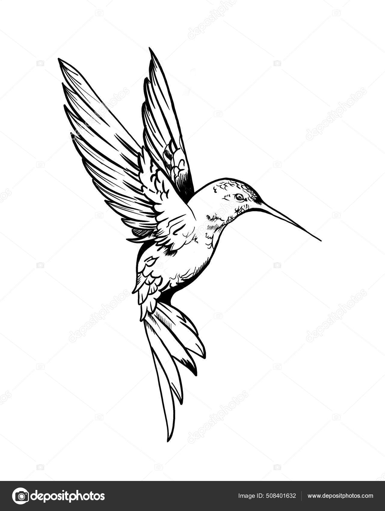 Hummingbirds Fugle Hjemmehørende Amerika Udgør Den Biologiske Familie  Trochilidae Hummingbird Stockillustration af ©Littlemagic #508401632, image size:1280x1700