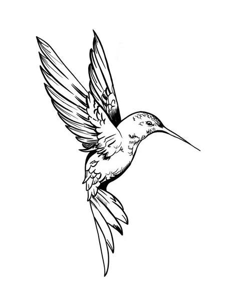 Hummingbirds are birds native to the Americas and constituting the biological family Trochilidae. Hummingbird art. High quality illustration