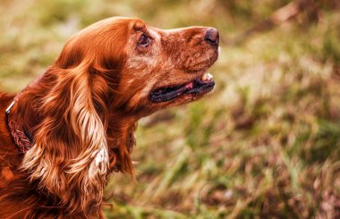 Köpek gülümsüyor