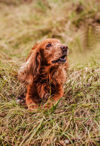 Un cane per strada — Foto Stock