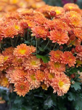 Bright orange and peach chrysanthemums in full bloom, natural floral texture background.
