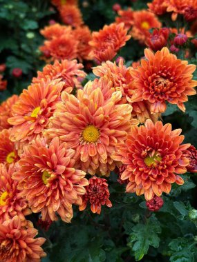 Vibrant orange chrysanthemum floral wall art, soft autumn tones, perfect for home decor or background design. 