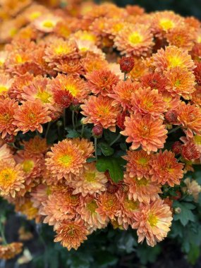 Vibrant orange chrysanthemum floral wall art, soft autumn tones, perfect for home decor or background design. 