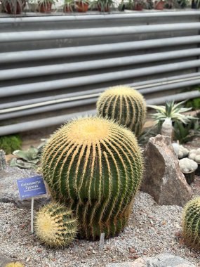 Büyük bir Echinocactus grusonii, aynı zamanda altın varil kaktüsü olarak da bilinir, bir botanik bahçesi serasında yetişir. Keskin sarı dikenleri ve yeşil tırtıklı yüzeyi olan yuvarlak bir kaktüsün yakın görüntüsü..