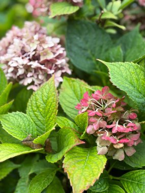 Vibrant hydrangea blossoms in soft pink and green hues, nestled among glistening leaves, perfect for elegant floral arrangements and nature-inspired visuals.