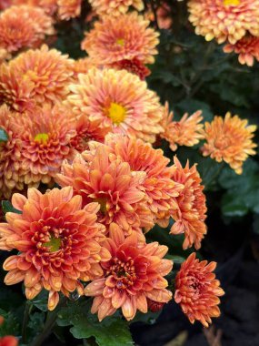 Vibrant orange chrysanthemum floral wall art, soft autumn tones, perfect for home decor or background design. 