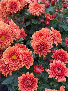 Vibrant orange chrysanthemum floral wall art, soft autumn tones, perfect for home decor or background design. 
