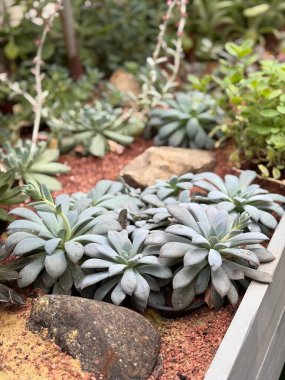 Close-up of beautiful blue-green succulents growing among stones and red sand in a greenhouse garden. Perfect for botanical, minimalism, or eco design themes.