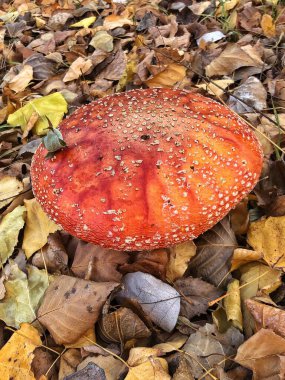 Amanita mantarlı mantar güz güz yapraklarıyla çevrili parlak kırmızı bir sinek. Güzel orman sahnesi doğayı, sonbaharı ve vahşi yaşamı simgeliyor..