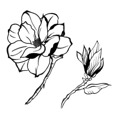 Manolya Çiçeği ve Bud 'ın zarif Siyah ve Beyaz Çizimi. Ayrıntılı, elle çizilmiş siyah-beyaz bir çizim.