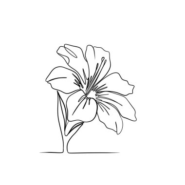 Minimalist egzotik çiçek çizgisi çizimi bir zambaktan esinlenilmiştir. Modern botanik estetiği olan zarif, tek satırlık çizimler.