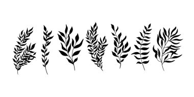 Büyük bir bitki ve bitki seti. Beyaz arka planda izole edilmiş güzel siyah çizgili ipli bitki çizimi. Grafik tasarımı için botanik element şablonu, düğün dekoru, tekstil, hatıra hediyesi, kırtasiye baskısı