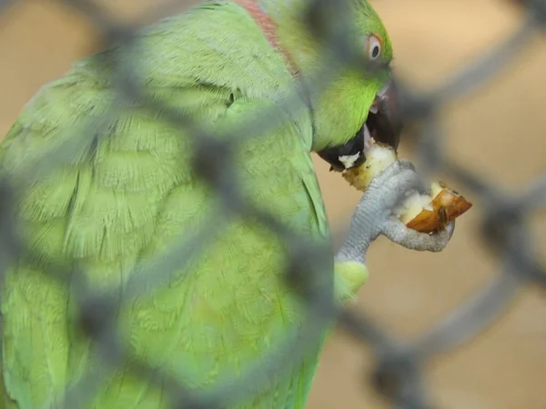 Zielona Papuga Zoo Siatką Niewoli Jedząc Owoce Łapiąc Nogi — Zdjęcie stockowe