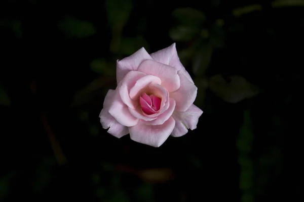 Draufsicht Auf Rosa Rose Blume Dunklem Hintergrund — Stockfoto