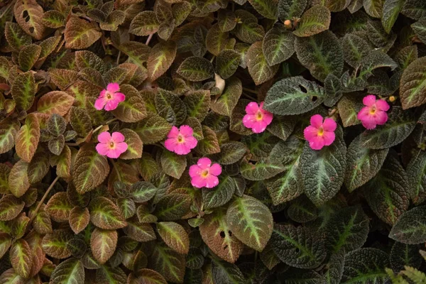 Episcia Φυτό Λουλούδια Κάθετο Κήπο — Φωτογραφία Αρχείου