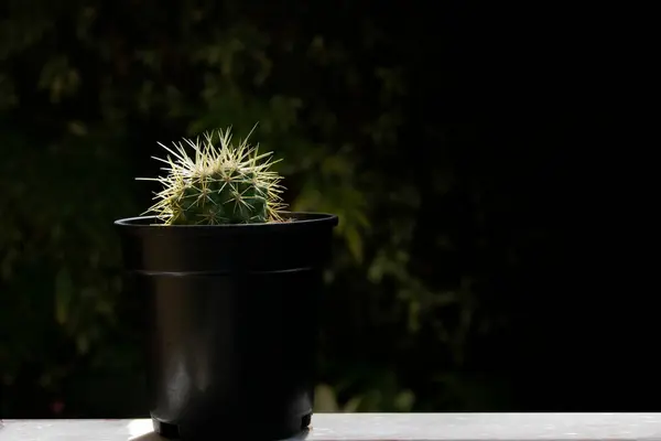Cactus Dans Pot Arrière Plan Sombre — Photo