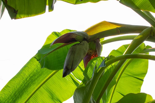 Bananenblatt Und Blume Auf Dem Baum Vor Hellem Sonnenhintergrund — Stockfoto