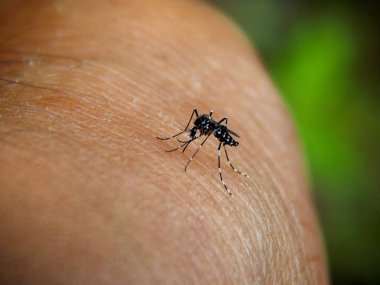 Aedes aegypti, bir adamı ısıran sarı hummalı sivrisinek.