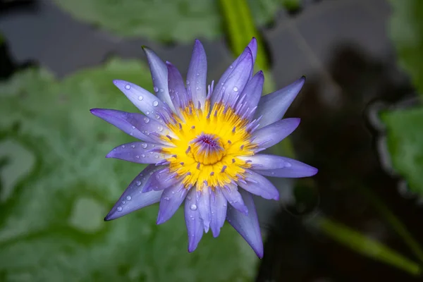 Lírio Água Cor Violeta Floresceu Lagoa — Fotografia de Stock