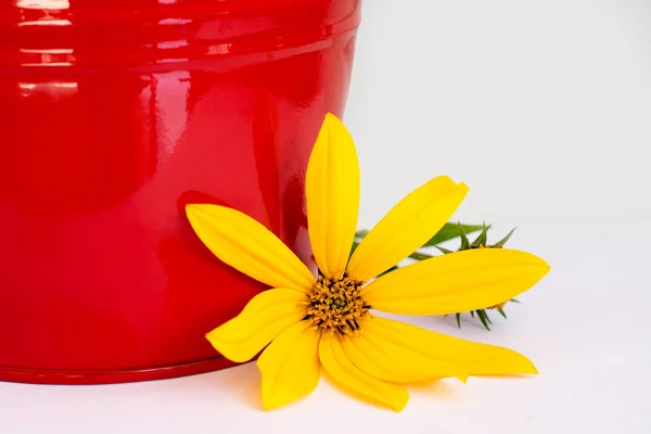 Güzel bir bahçe kovası, içinde sarı çiçekli doğal ışık var. Beyaz arka planda demir kırmızı kova.
