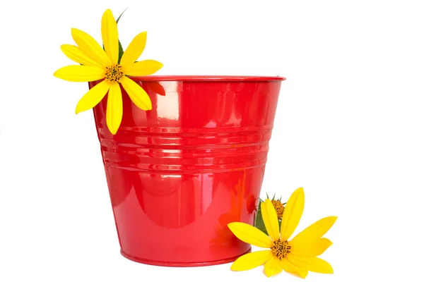 Güzel bir bahçe kovası, içinde sarı çiçekli doğal ışık var. Beyaz arka planda demir kırmızı kova.