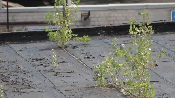 Ağaç çatı ahşap eski çatı kaplama — Stok video