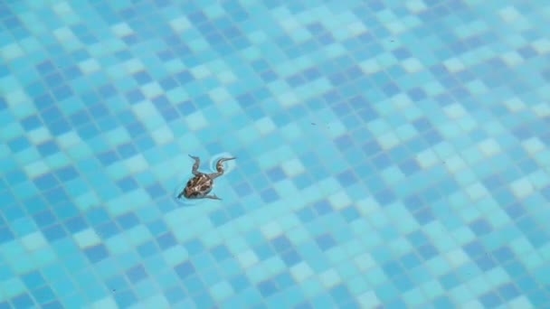 Pool frog in the pool — Stock Video