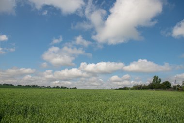 Buğday alan. Mavi gökyüzü.