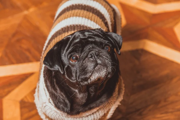 Raça de cão pug. Cão vestido de malha casaco quente . — Fotografia de Stock