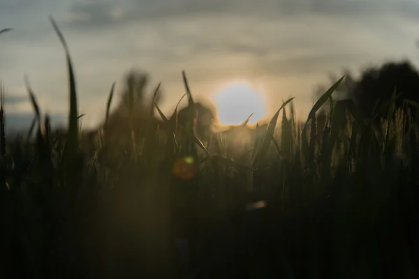 Campo de trigo. Céu azul . — Fotografia de Stock