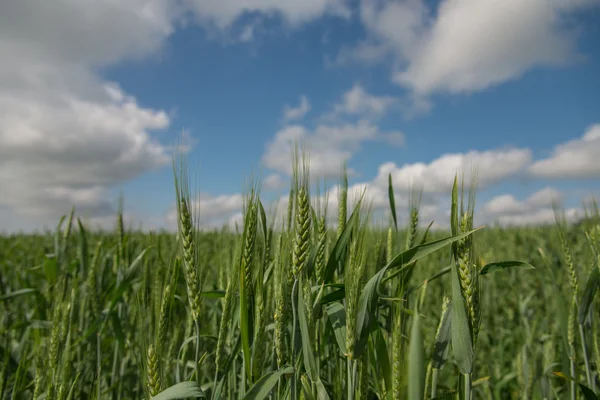 Пшеничное поле. Голубое небо . — стоковое фото