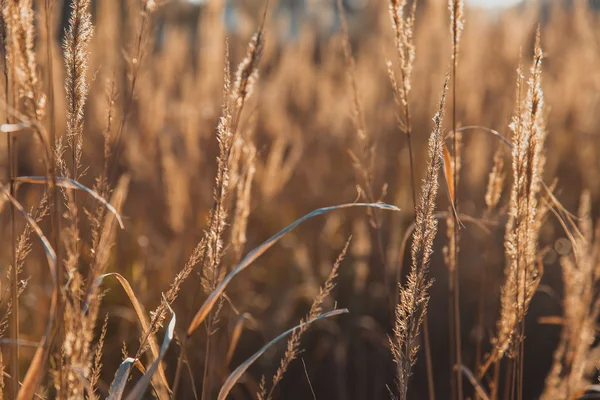 Un campo de trigo . — Foto de Stock