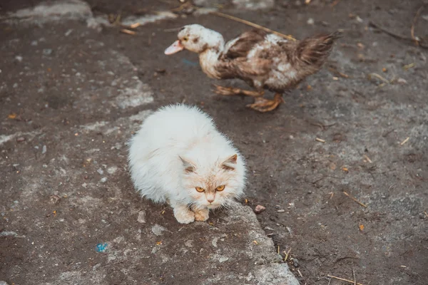 Ördek. Ördekler su içmek. — Stok fotoğraf