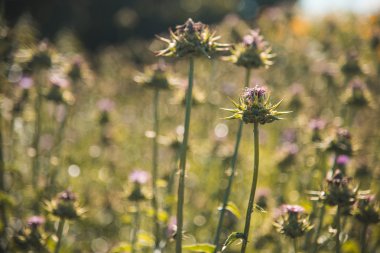 Laboratuvar yem üretim. Thistle.