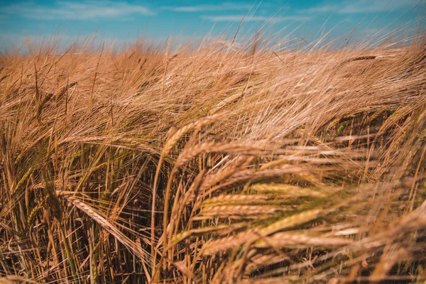 Campo de trigo. Céu azul . — Fotografia de Stock