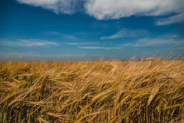 Пшеничное поле. Голубое небо . — стоковое фото