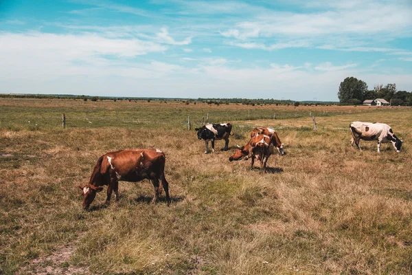 Quinta de vacas. Vaca come grama — Fotografia de Stock