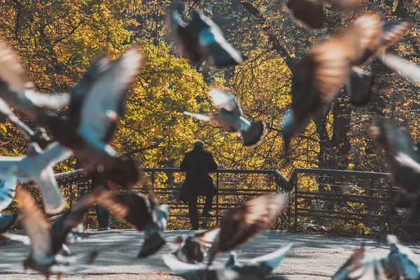 Freizeitpark. Tauben. — Stockfoto