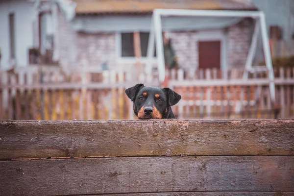 En vakthund skyddar privat egendom — Stockfoto