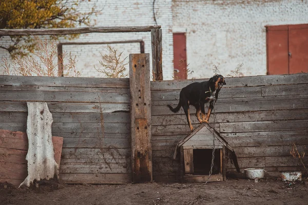 Özel mülk bir bekçi köpeği korur — Stok fotoğraf