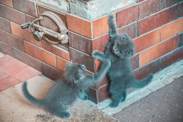 İki küçük yavru kedi oynanır. — Stok fotoğraf