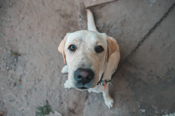 Dog Labrador. Sad sight. — Stock Photo, Image